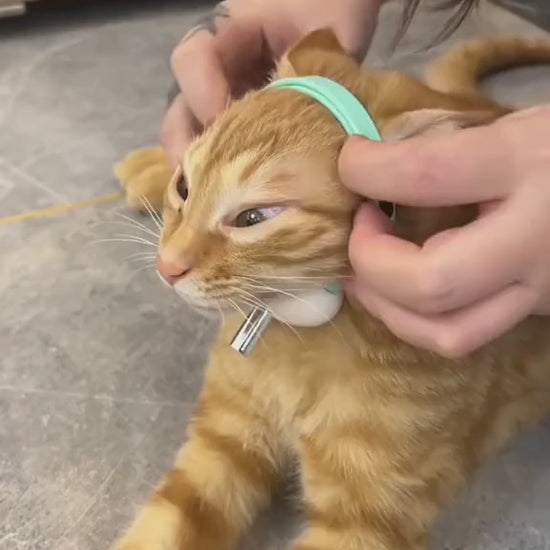 Video del collar láser interactivo para gatos, parte 2