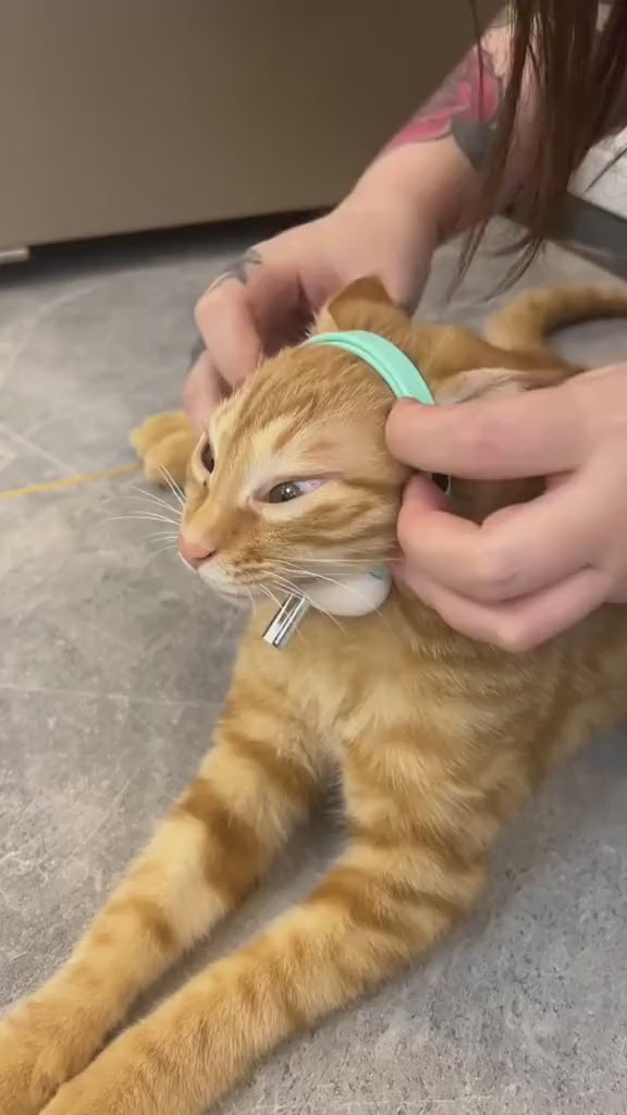 Video del collar láser interactivo para gatos, parte 2